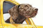 Brown dog riding with head out car window. (AI Generated) Art Print